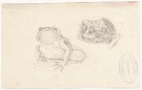 KT 2009 028-367
<br/>
Dierstudie van twee padden.
<br/>
<em>Trigt, Stephanus Hendrik Willem van (1790-1840)</em>